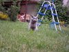 голубой британский кот из Питомника ILIOS CATS